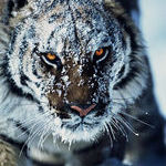 tiger_in_the_snow.jpg