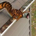 tiger_on_the_roof.jpg