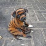 tiger_puppy.jpg