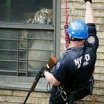 tiger_vs_nypd.jpg