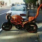 tigerbike.jpg