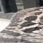 tilausta_odotellessa.gif