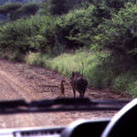 timon_and_pumbaa.jpg