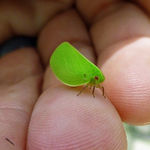 tiny_leafhopper.jpg