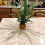 tinypineapple.jpg