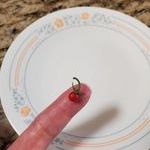 tinytomato.jpg