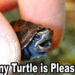 tinyturtle.jpg