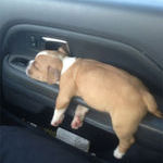 tired_puppy.jpg
