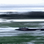 tosta_yli_2.gif