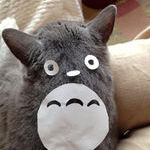 totoro_cat.jpg