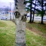 tree_face2.jpg