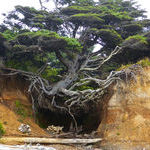 tree_fighting_against_erosion_on_the_beach_in_olympic_national_park_wa.jpg