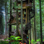treehouse8.jpg