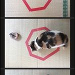trick_your_cat_with_a_circle.jpg