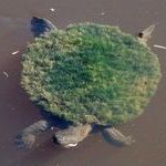 turtle_island.jpg