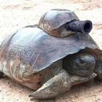 turtle_tank.jpg