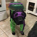 turtles63.jpg