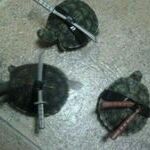 turtlesit4.jpg