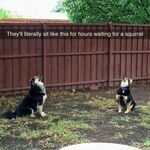 tuuppa_alas_kurre.jpg