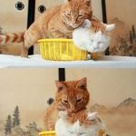 two_cats_one_basket.jpg
