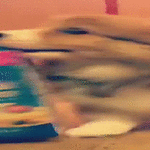 tän_vien_ainaki.gif