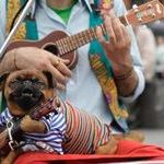 ukuleledoge.jpg