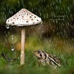 umbrella_froggy.jpg