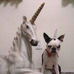 unicorn_dog.jpg