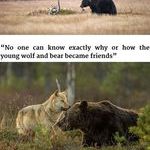unusual_friendship_between_wolf_and_bear_documented_by_finnish_photographer.jpg
