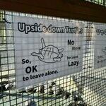 upside_down_turtles.jpg