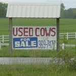 used_cows_for_sale.jpg