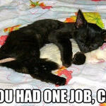 useless_cat.jpg