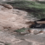 vaarallisempi_kotimatka.gif