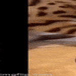 vaikee_syötävä.gif