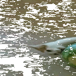 vaikee_syötävä2.gif