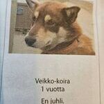 veikkoa_ei_kiinnosta.jpg