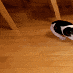 vetoja5.gif