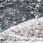 viileet_päiväunet.gif