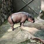 virtahepon_sukkikset.jpg