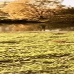 volttidoge.gif