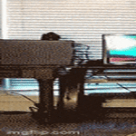 vrmonkey.gif