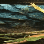 wasapp4.gif
