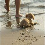 water_dog.jpg