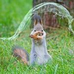 waterbending_squirrel.jpg