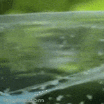 waterleaf.gif
