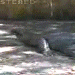 watermelon.gif