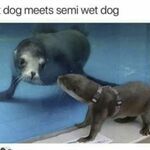 wetdogs.jpg