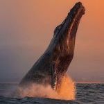 whalejump.jpg