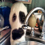 when_my_cat_drinks_out_of_the_sink_it_looks_like_a_ghost_is_coming_out_of_it.jpg
