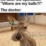 where_are_my_balls.jpg